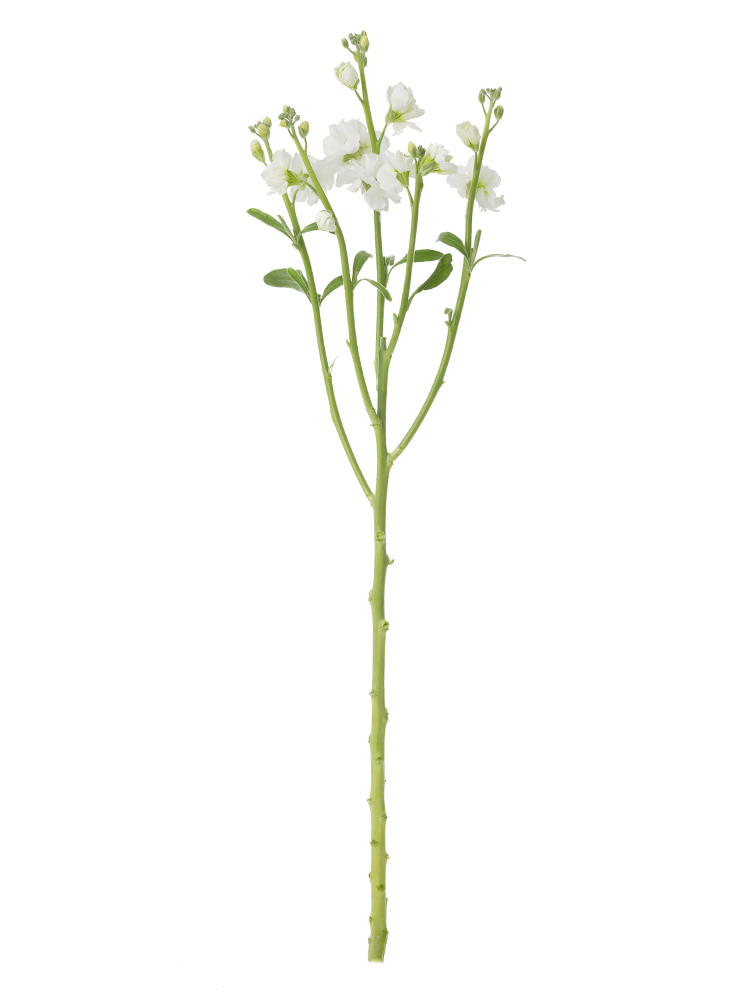 【生花】スプレーストック ホワイトカルテット1本