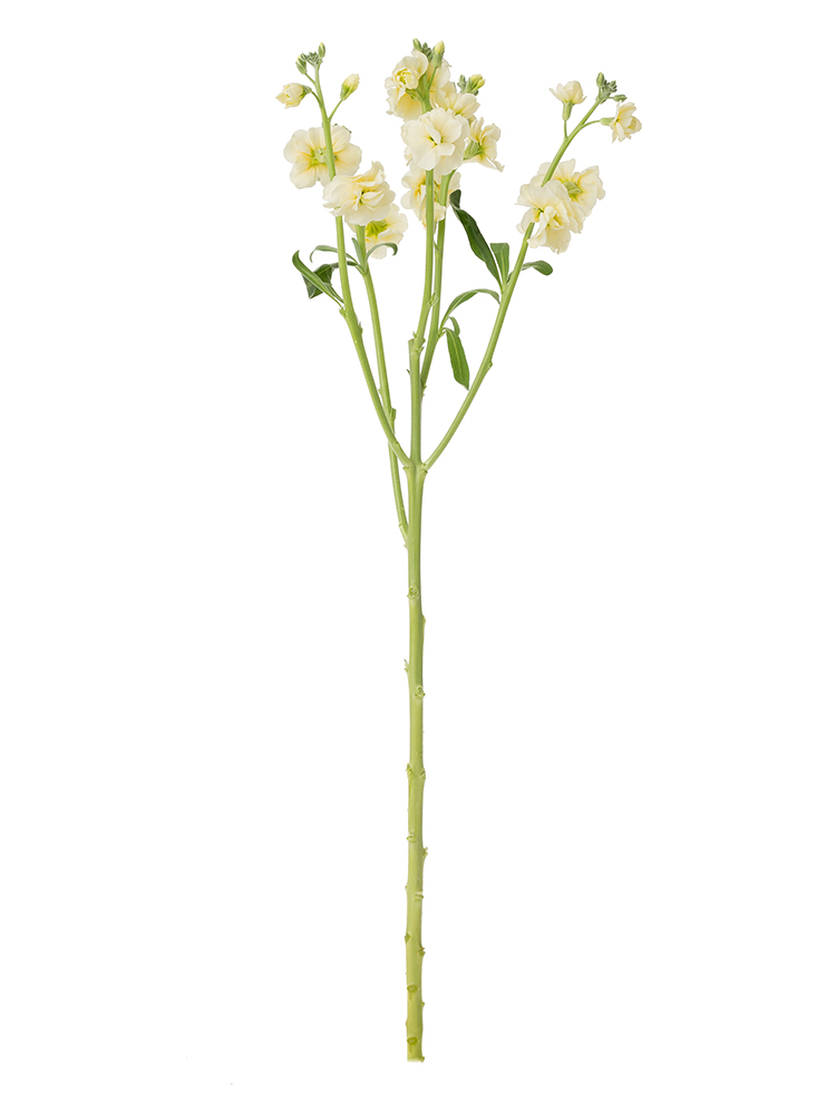 【翌日発送】スプレーストック　イエローカルテット1本