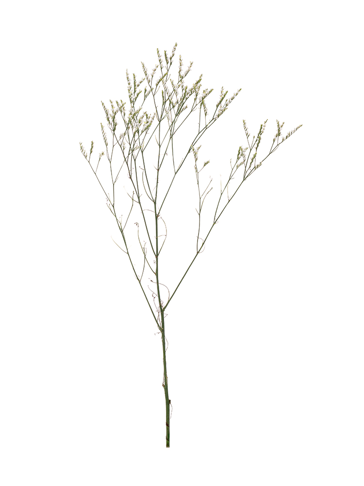 【生花】スターチス(ハイブリッド) 白流1本