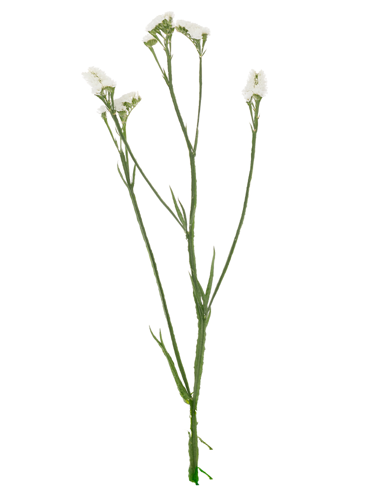 【生花】スターチス ジュエリーホワイト1本