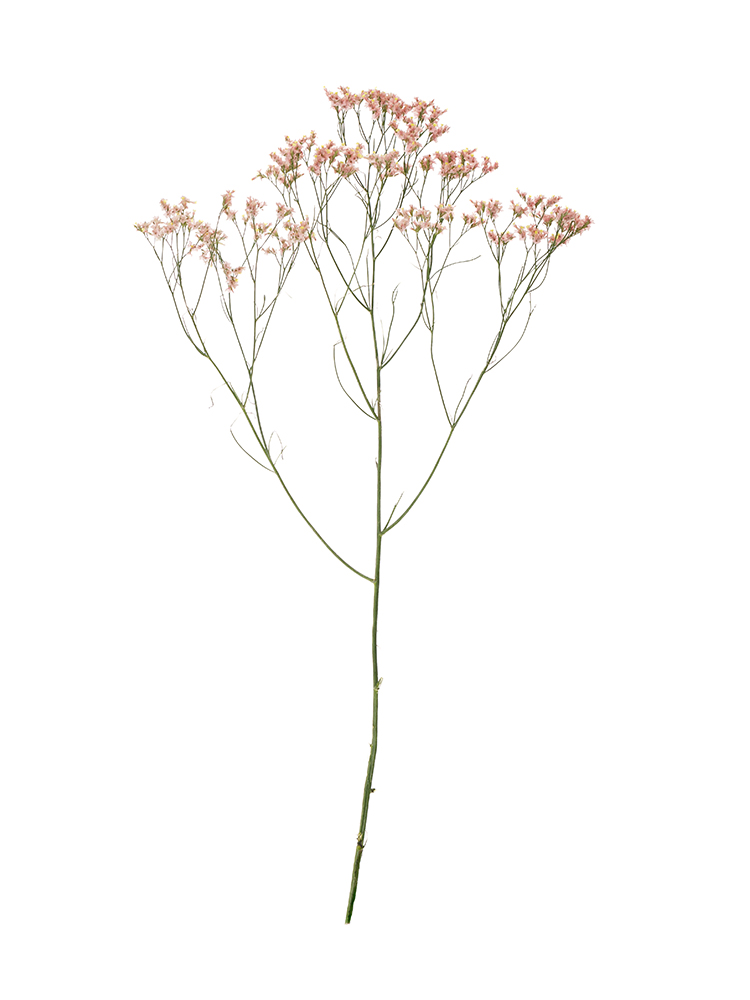 【生花】スターチス(ハイブリッド) 吉祥1本