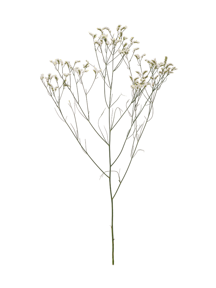 【生花】スターチス(ハイブリッド) マルチーズ1本