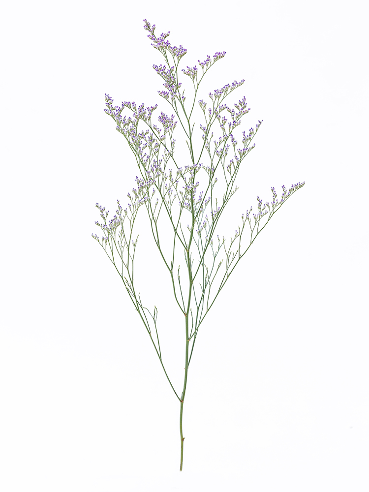 【生花】スターチス(ハイブリッド) ムーンライト1本