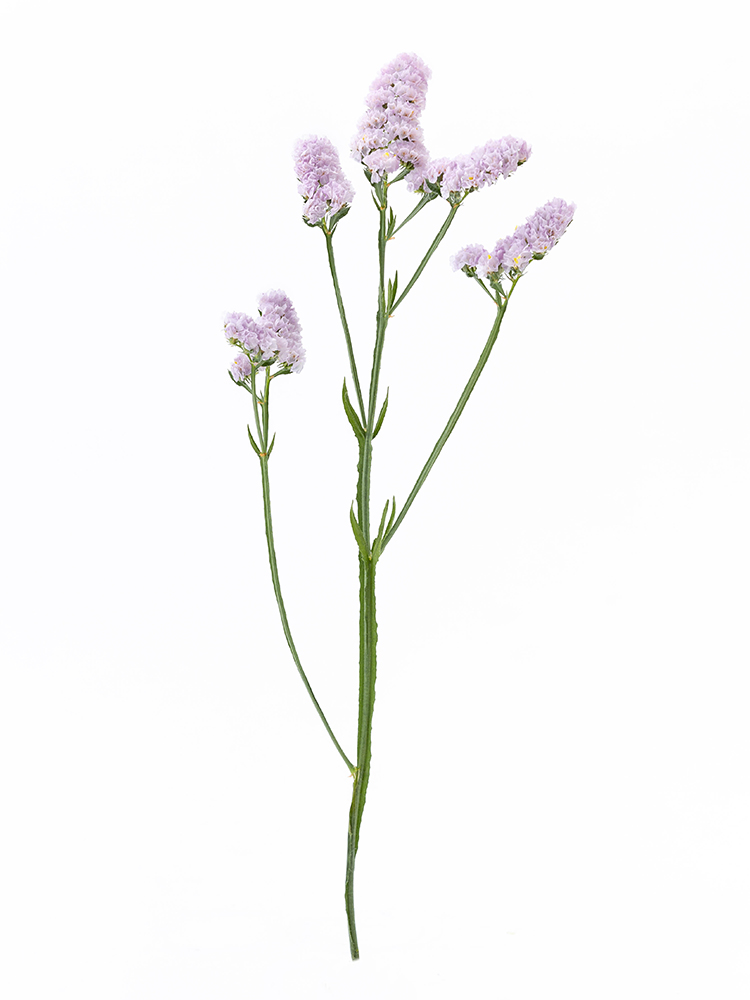 【生花】スターチス ナホトカ1本