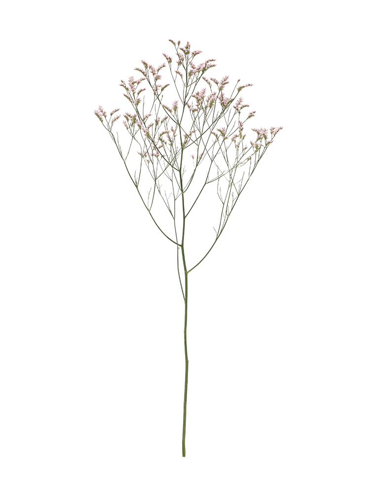 【生花】スターチス(ハイブリッド) 雲竜1本