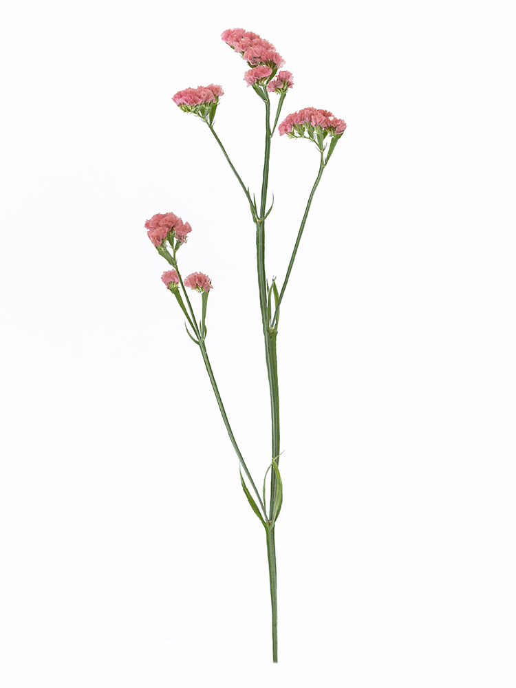 【生花】スターチス 大和の灯1本