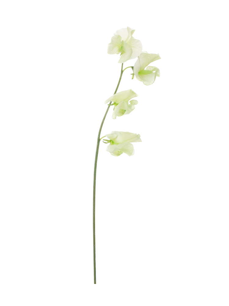 【生花】スイートピー(染め) アップルグリーン1本