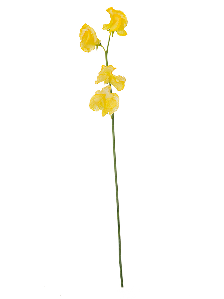 【生花】スイートピー アプリコット1本