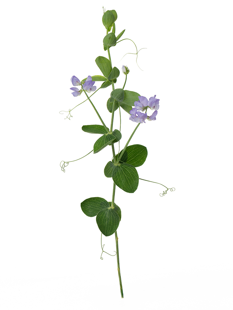 【生花】スイートピー ブルーフレグランス1本