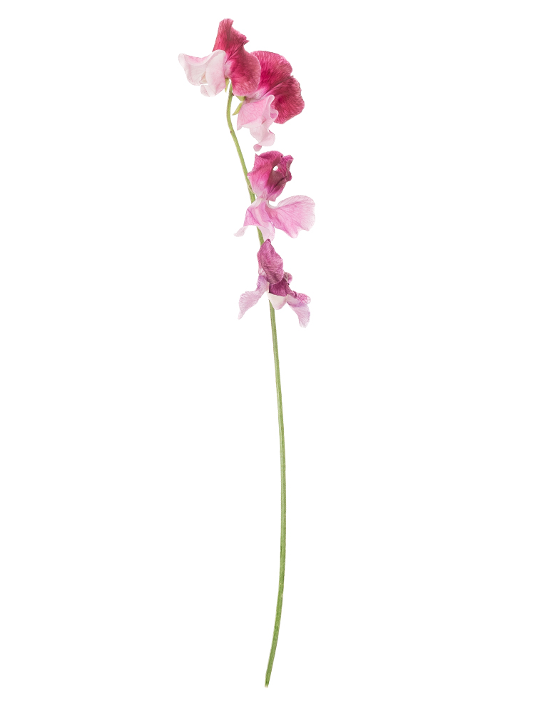 【生花】スイートピー 紅式部1本