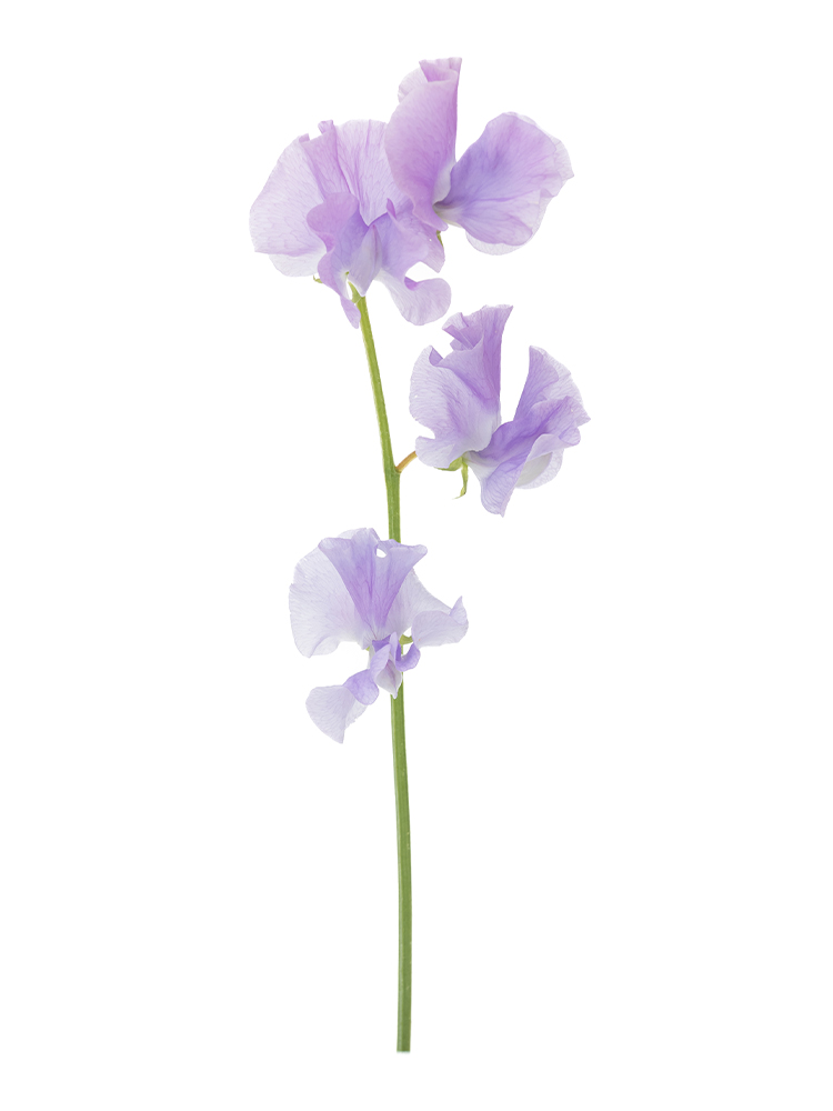 【生花】スイートピー グレース1本