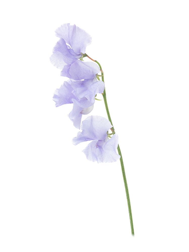 【生花】スイートピー(薄紫) 品種おまかせ　※花サイズ大1本