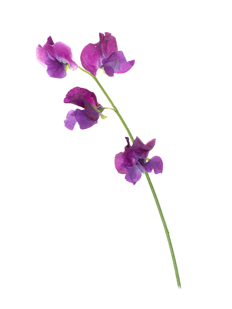 【生花】スイートピー(紫) 品種おまかせ1本