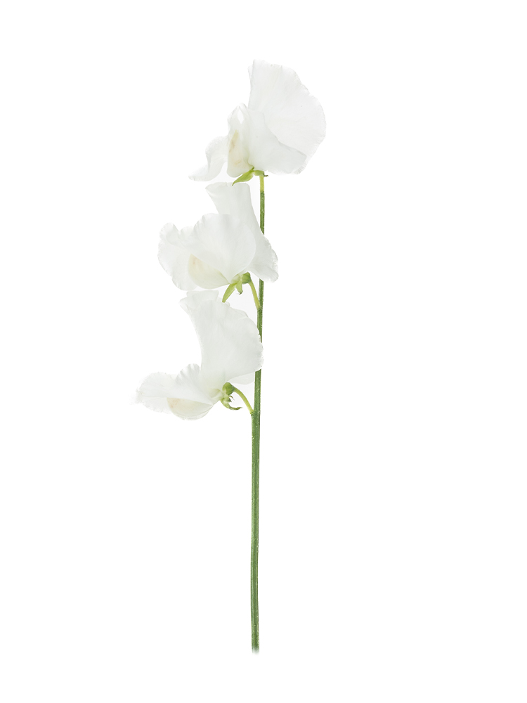 【生花】スイートピー(白) 品種おまかせ　※花サイズ大1本
