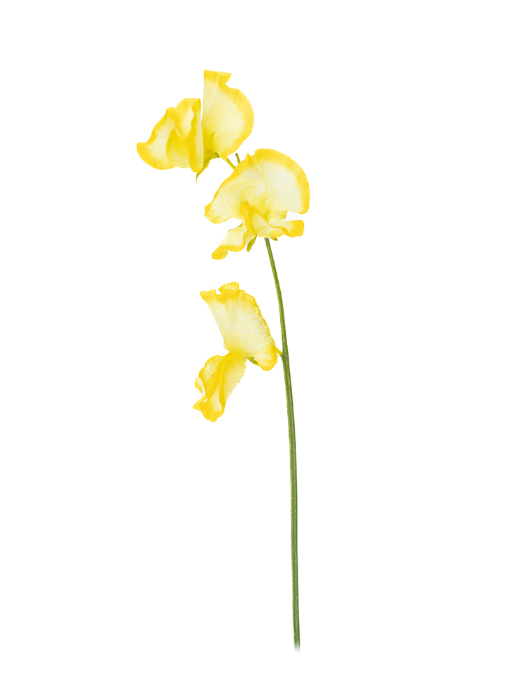 【生花】スイートピー イエロー1本