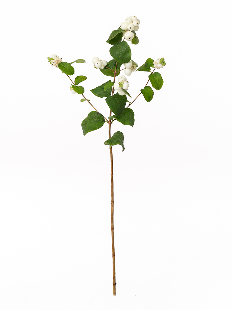 【生花】シンフォリカルポス ホワイトヘッジ1本