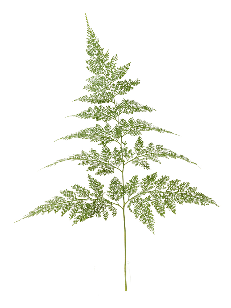 【入荷花材】タバリアファン　品種おまかせ(緑)1本