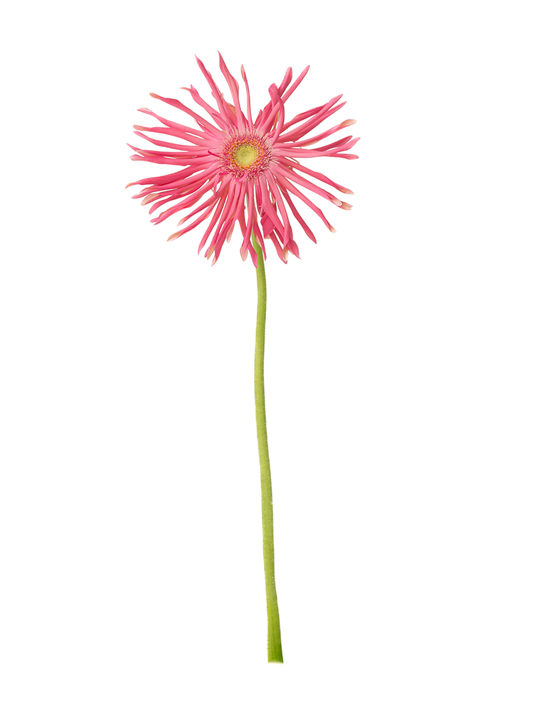 【生花】大輪ガーベラ(パスタ咲き) パスタトスカーナ1本