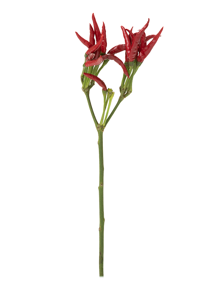 【生花】唐辛子 鷹の爪1本