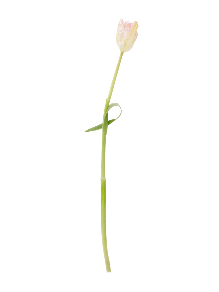 【生花】チューリップ(パーロット咲き) カバナ1本