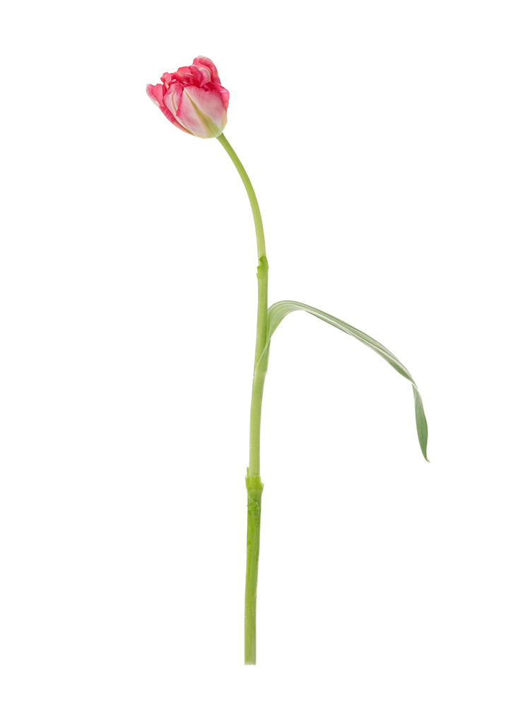 【生花】チューリップ(八重咲き) フラッシュポイント1本
