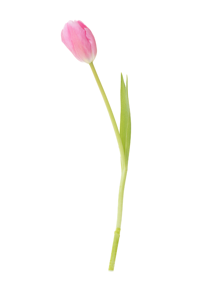 【生花】チューリップ ジャンボピンク1本