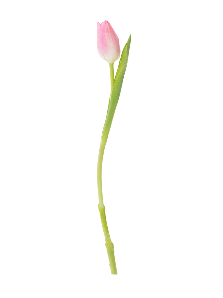 生花】チューリップ(薄ピンク) 品種おまかせ【40cm/新潟県】｜Flower