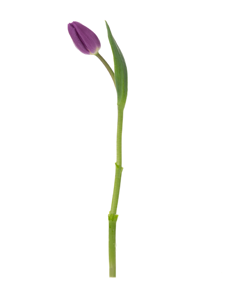 【生花】チューリップ(紫) 品種おまかせ1本