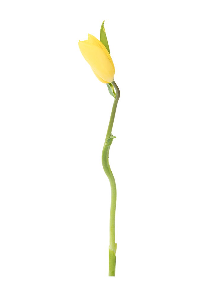 生花】チューリップ(黄) 品種おまかせ【40cm/新潟県】｜Flower Smith Market（フラワースミスマーケット）
