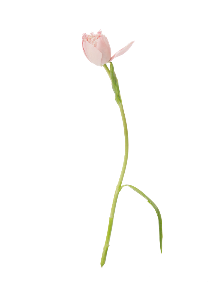 【生花】チューリップ(八重フリンジ咲き) ピンクマジック1本