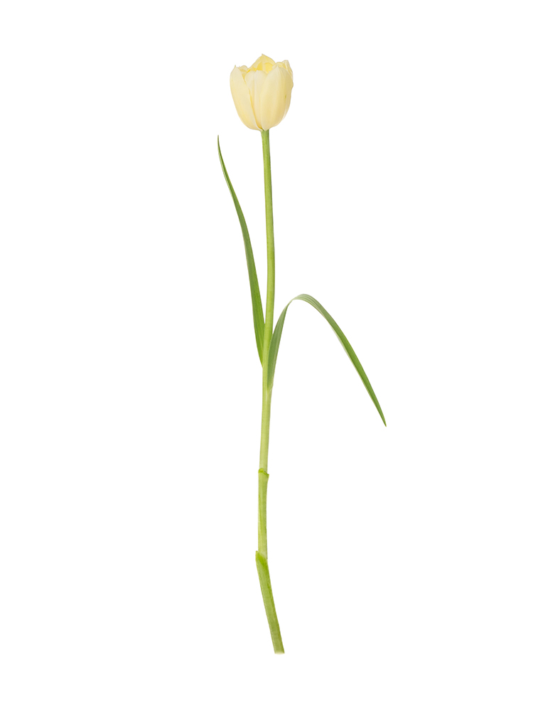 【生花】チューリップ(八重咲き) ベロナ1本