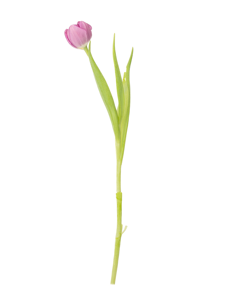 【生花】チューリップ 品種おまかせ(八重咲き)紫1本