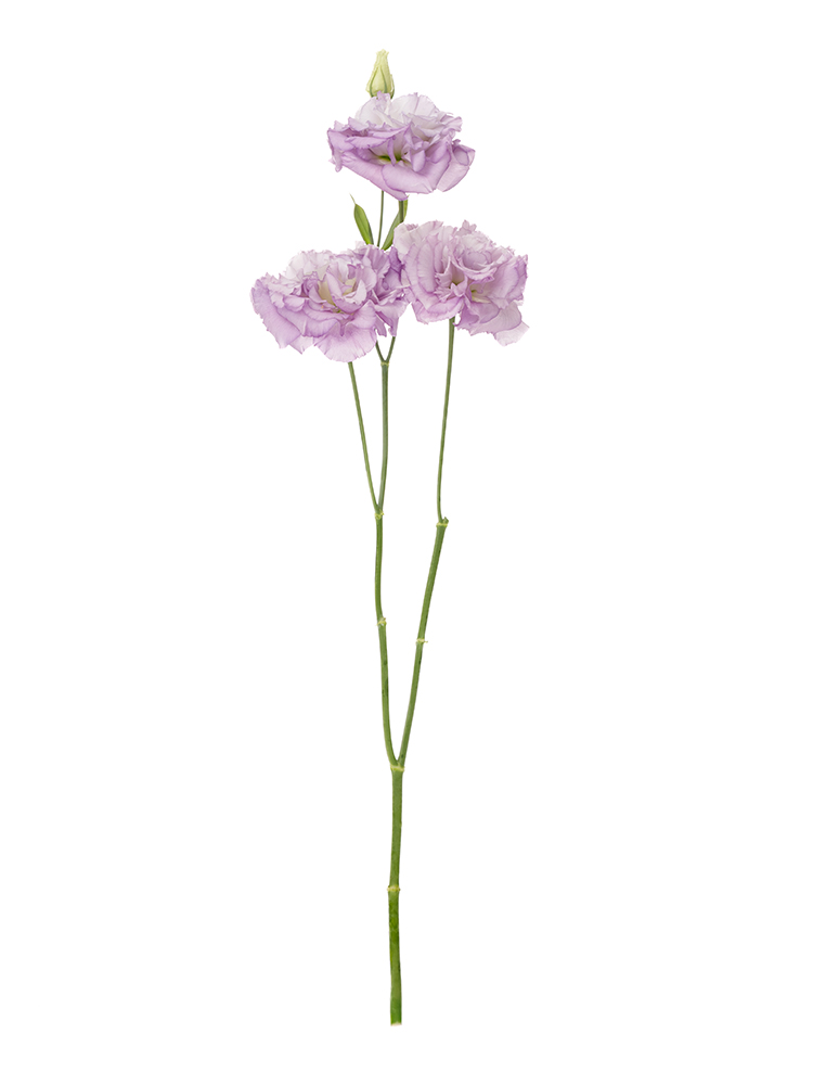 【生花】トルコキキョウ セレブオーキッド1本