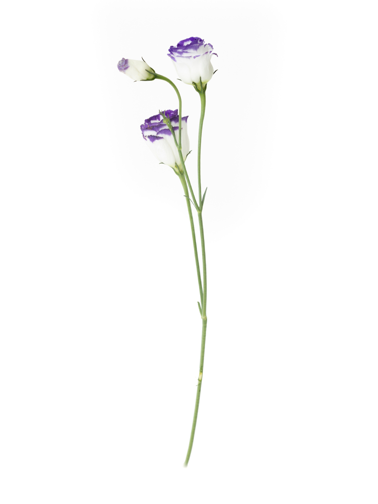 【生花】トルコキキョウ ミンクマリン1本