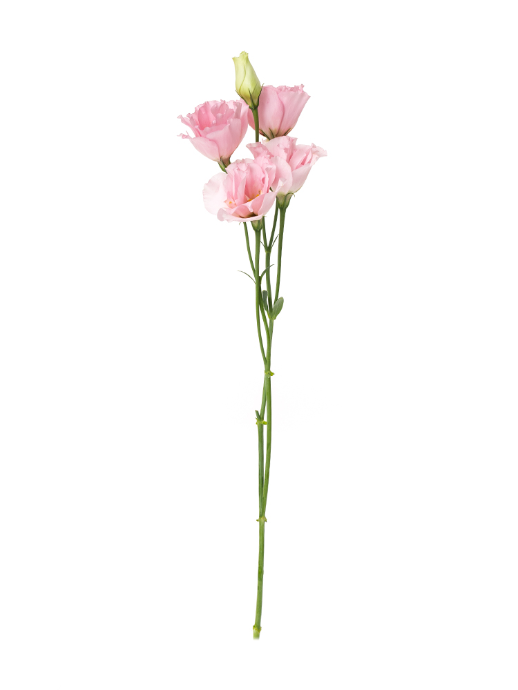 生花】トルコキキョウ(フリンジ)ピンク 品種おまかせ【70cm/長野県 