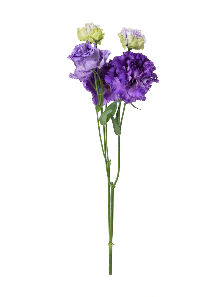 生花】トルコキキョウ(フリンジ)紫 品種おまかせ【70cm/福島県 