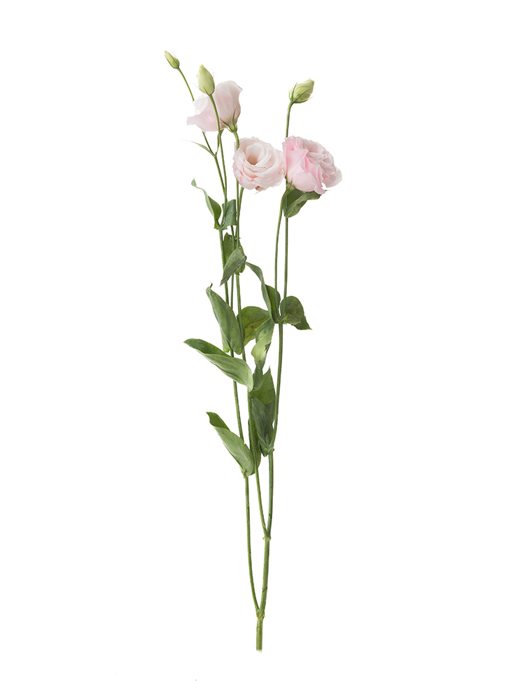 【生花】トルコキキョウ パレオクリアピンク1本