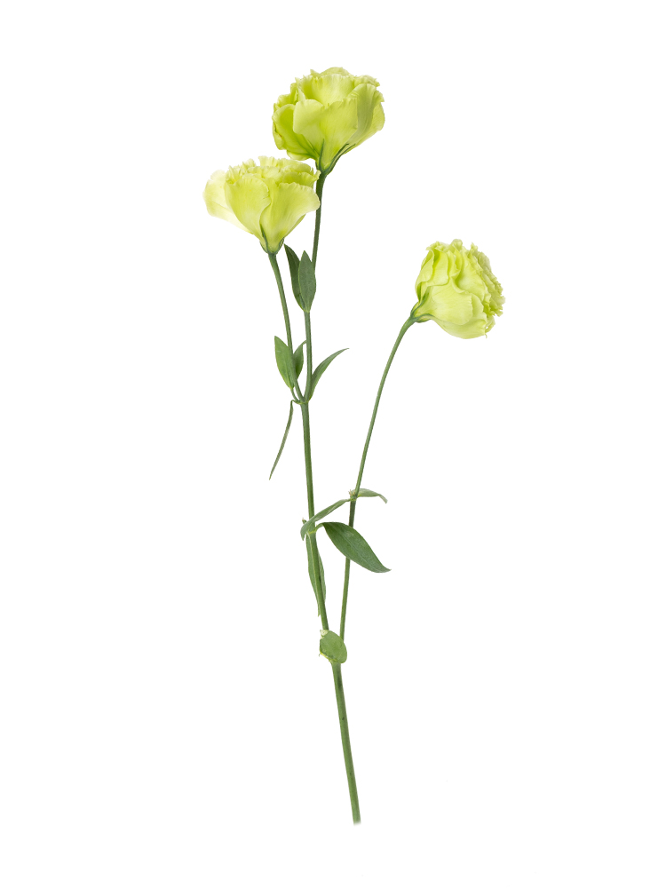 【生花】トルコキキョウ アンバーWミント21本