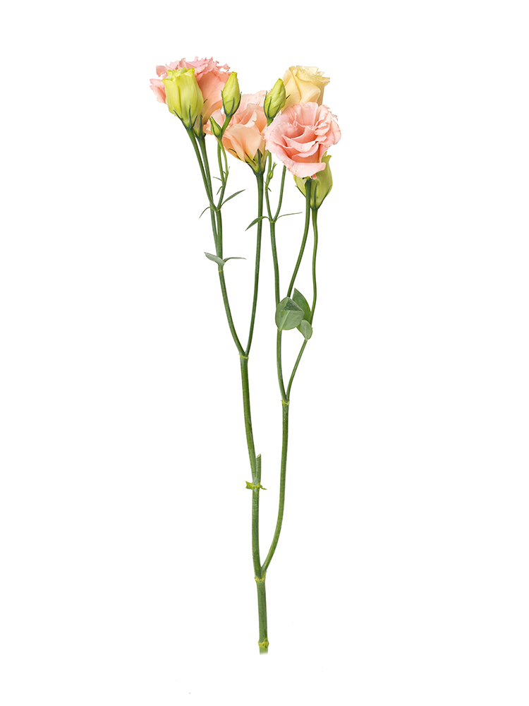 【入荷花材】トルコキキョウ　ボヤージュアプリコット1本