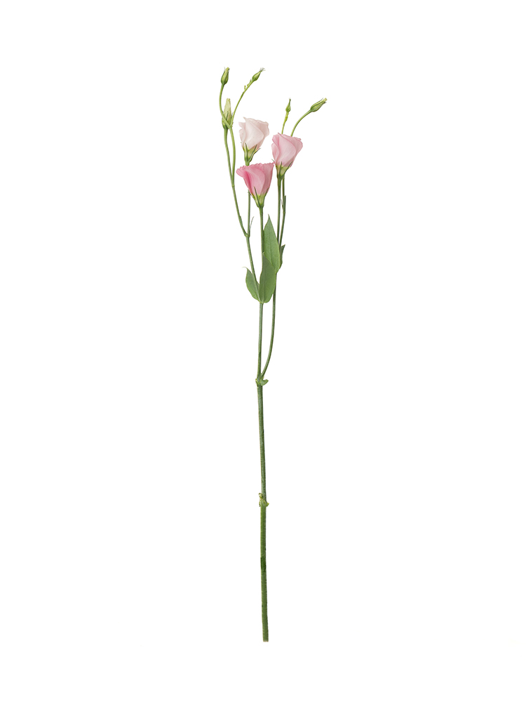 【生花】トルコキキョウ・無花粉(ピンク) 品種おまかせ1本