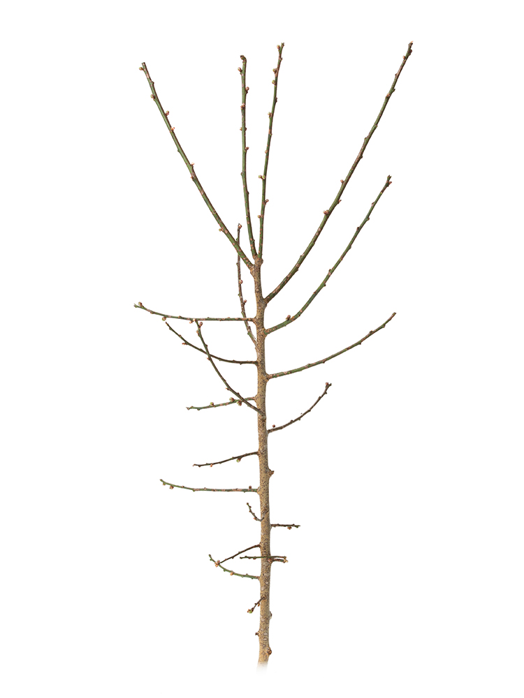 【生花】ウメ 白梅1本