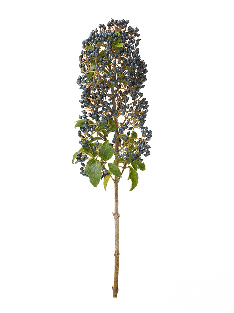 【生花】ビバーナム ティナスレッド1本