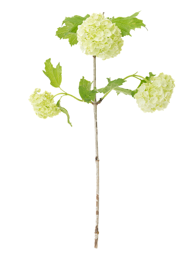 【生花】ビバーナム スノーボール1本