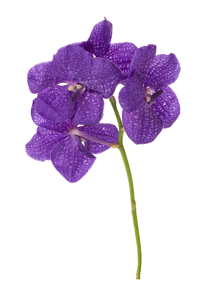 【生花】バンダ バンダブルー1本