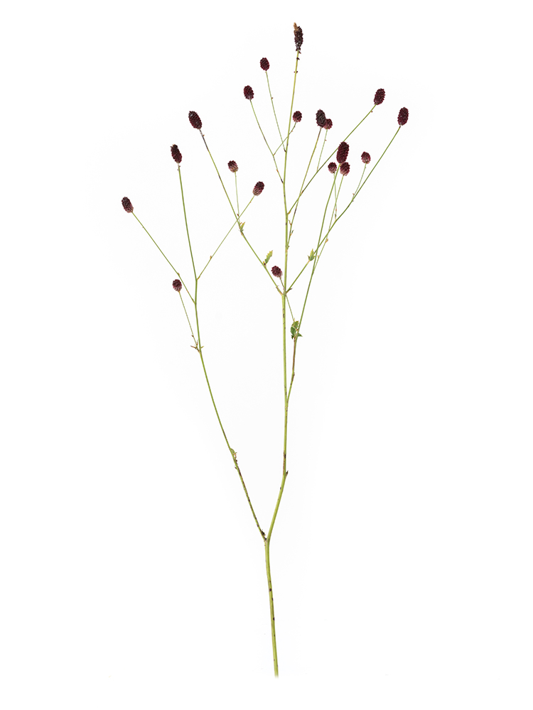 生花】ワレモコウ(赤) 品種おまかせ【70cm/山形県】｜Flower