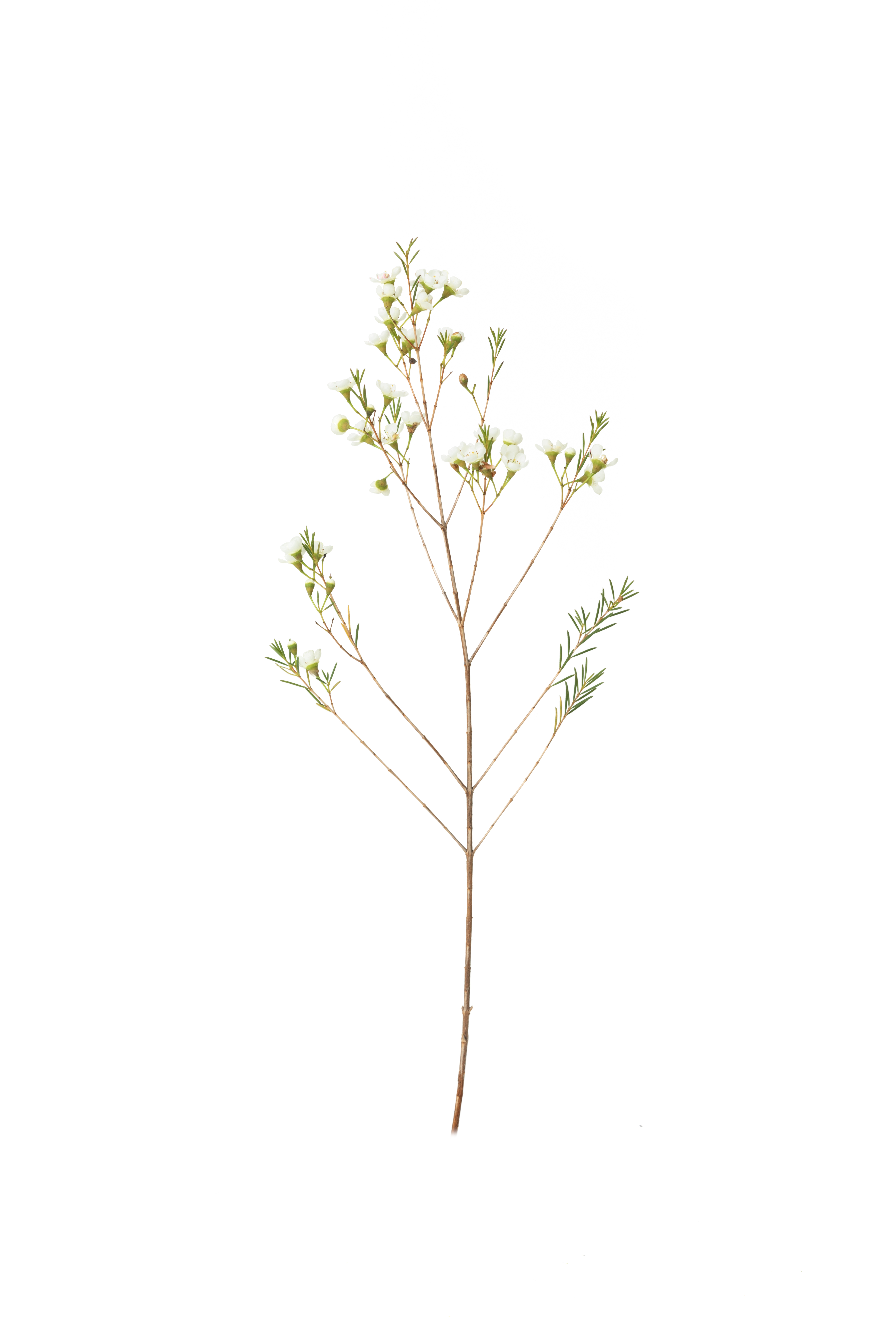 生花】ワックスフラワー(白) 品種おまかせ【60cm/オーストラリア