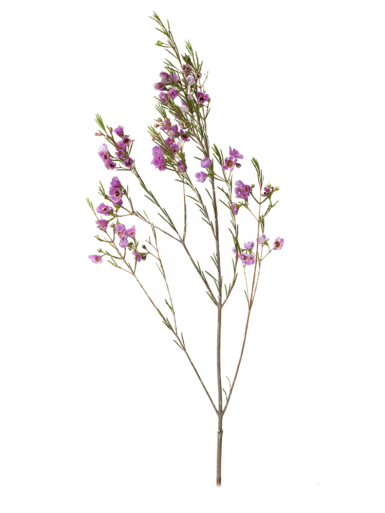 【生花】ワックスフラワー ワックスピンク1本