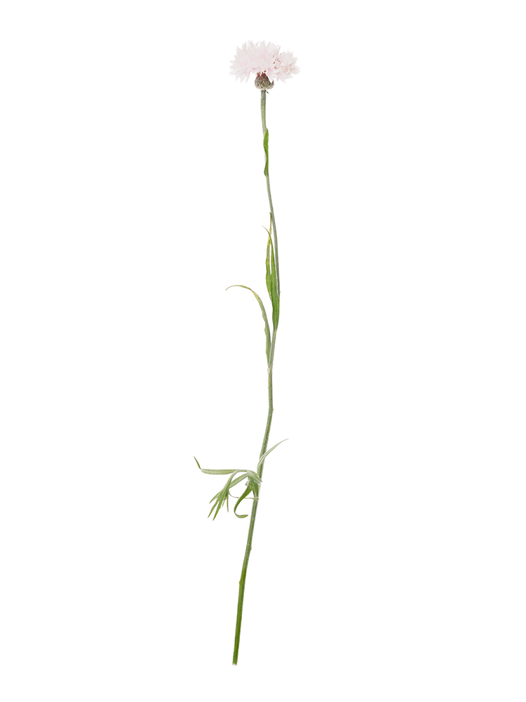 【生花】ヤグルマギク(セントーレア) 矢車桃1本