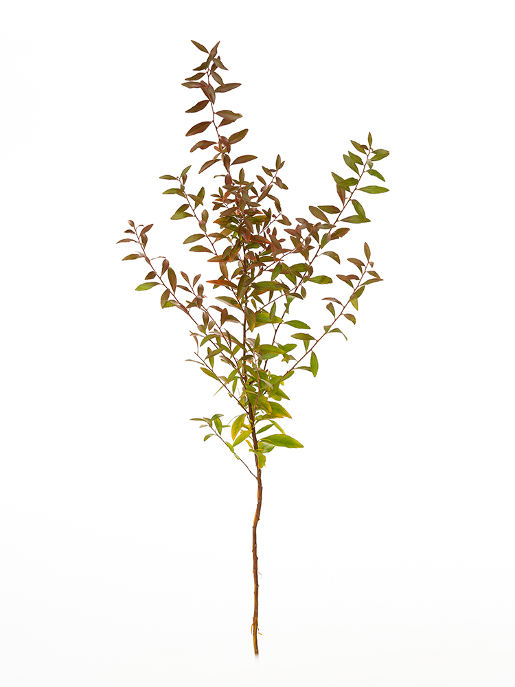 【生花】ヤナギ 雪柳(紅葉)1本
