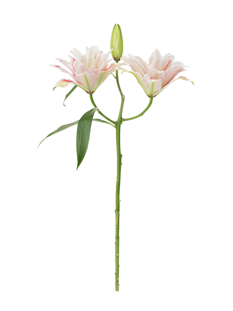 生花】ユリ(オリエンタル) ダブルダイヤモンド【白・ピンク/70cm/新潟